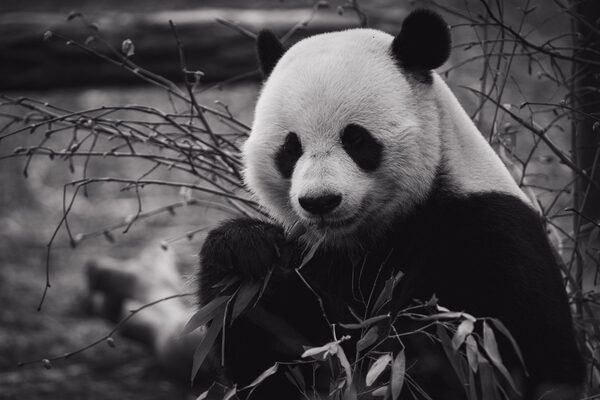 Mise à jour de Google Panda